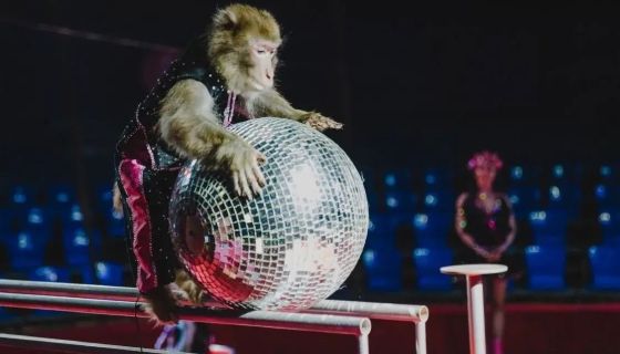 Цирк-шапито «Гранд Арена»