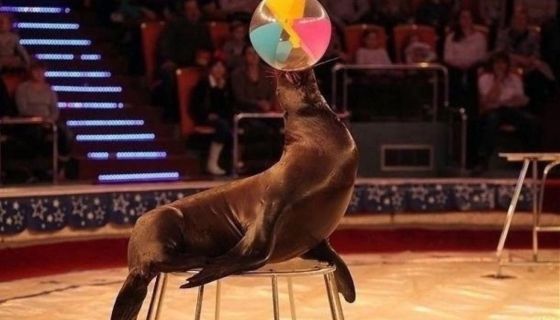 Цирк-шапито «Гранд Арена»